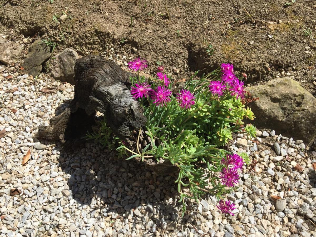 Les Iris Apartman Carcassone Kültér fotó